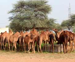 Bikaner Tourism